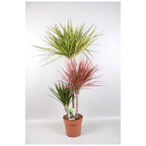 dracena fragrans compacta 4