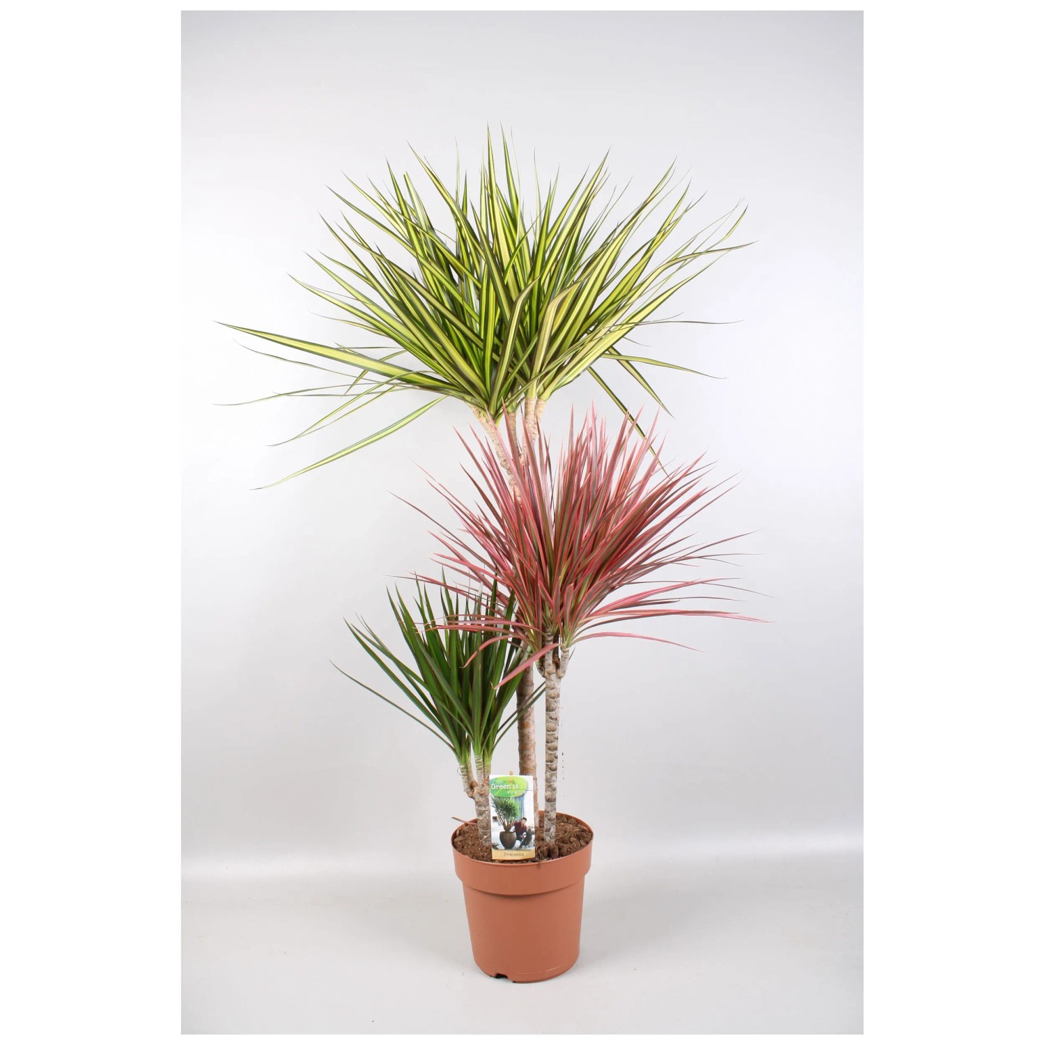 dracaena palm Dracaena Dragon Tree Green, Tree Form