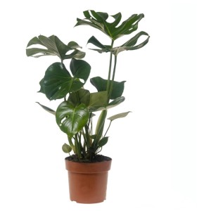 Monstera Deliciosa, plante verte en pot marron, feuilles avec des découpes caractéristiques.