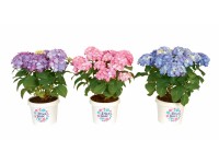 Hortensie Diva Fiore 23 cm-Topf