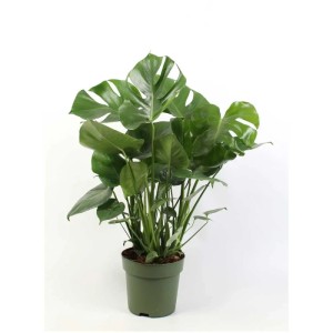 Monstera deliciosa en pot, env. 80-90 cm de haut, avec perforations foliaires caractéristiques.