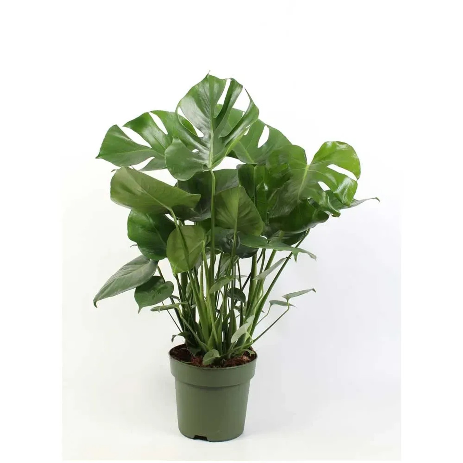 monstera deliciosa 'thai constellation' Monstera 'Thai Constellation'