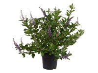 Mönchspfeffer Summertimes Blues Vitex Topf Ø 21 cm / Höhe 40 - 60 cm