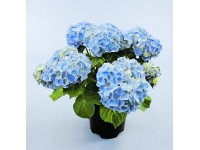 Bauernhortensie Hydrangea macrophylla Topf Ø 19 cm