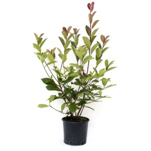 Fotinia Red Robin in vaso da 5 l, alta circa 40-50 cm. Arbusto sempreverde con foglie rosse.