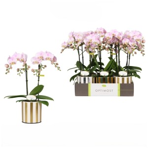 Phalaenopsis Optimost Angel Eyes 2-Trieber Rosa Topf Ø 12 cm / Höhe 45 cm