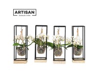 Schmetterlingsorchidee TrésOr Phalaenopsis 2-Trieber Frame Weiss Topf Ø 7 cm / 1 Schmetterlingsorchidee TrésOr Phalaenopsis 2-Trieber Frame Weiss Topf Ø 7 cm / 1