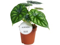 Pfeilblatt Dragon Scale Alocasia Topf Ø 12 cm