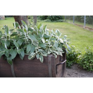 Sauge du Pérou en pot, une herbe culinaire aromatique aux fleurs comestibles.
