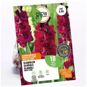 Confezione di gladioli Black Star GROW by OBI, bulbi rosso vinaccia, 10 pezzi.