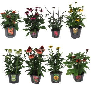 Échinacée pourpre (Echinacea purpurea) de différentes couleurs en pot, sélection de variétés.