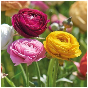 Mix colorato di ranuncoli Grow by OBI, ideale per aiuole, vasi e come fiori recisi.