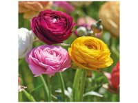 Grow by OBI Ranunkeln Mixed 25 Stk. Grow by OBI Ranunkeln Mixed 25 Stk.