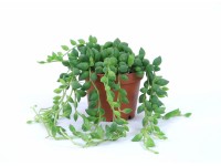 Mini-Senecio Topf Ø 6 cm Mini-Senecio Topf Ø 6 cm