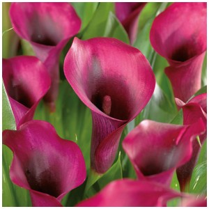 Primo piano dei fiori viola scuro di Grow by OBI Calla. Elegante bulbo per aiuole e vasi.