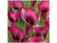 Grow by OBI Calla Purple 1 pc