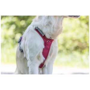Cane con pettorina Trixie Premium Active color sangria, regolabile 39-56cm.