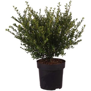 Agrifoglio giapponese 'Glorie Dwarf' in vaso, pianta da giardino sempreverde e resistente.