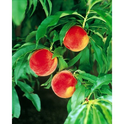 MiniPfirsichbaum "Amber" kaufen bei OBI