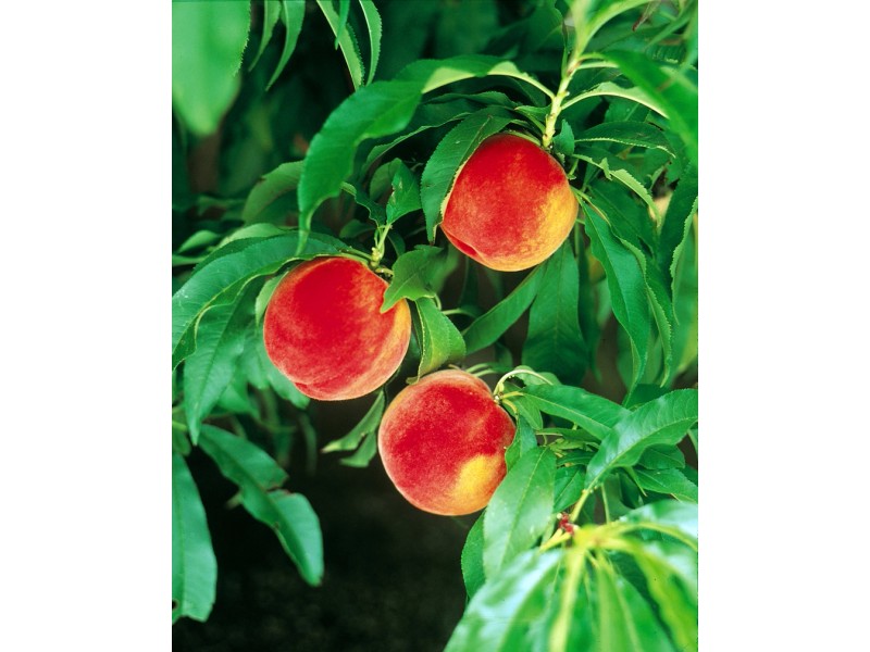 MiniPfirsichbaum "Amber" kaufen bei OBI