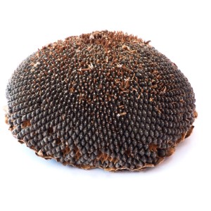 Testa di girasole Eric Schweizer, ca. 175g, come integratore per roditori.