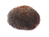 Eric Schweizer Testa di girasole ca. 175 g