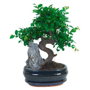 Zimmerbonsai bei OBI  Alles fr Heim, Haus, Garten und Bau