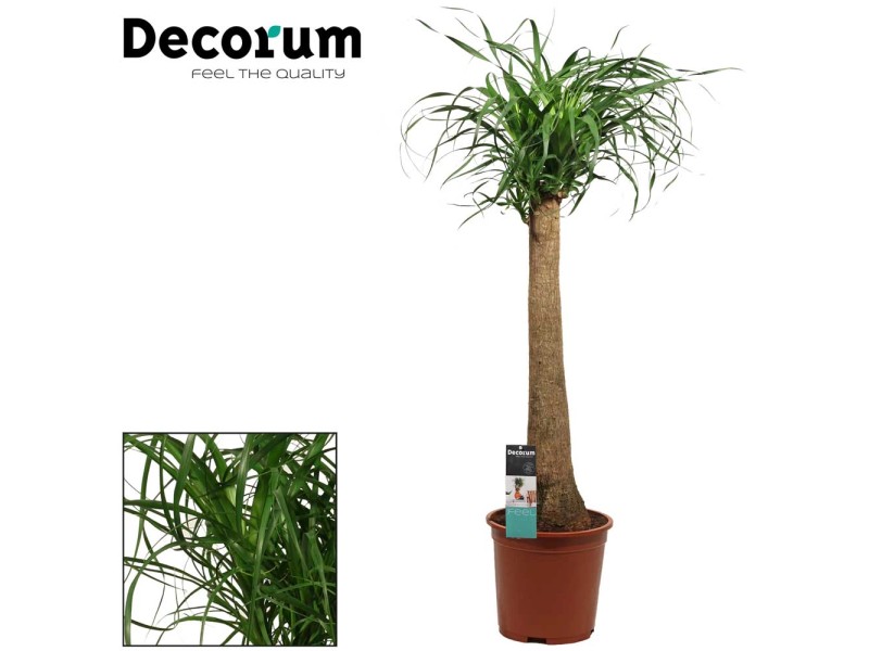 Elefantenfuss Beaucarnea Topf Ø 27 cm kaufen bei OBI