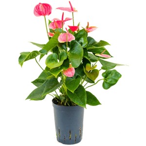 Anthurium rose (fleur flamant rose) en hydroculture en pot, hauteur env. 40 cm.
