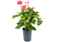 Hydropflanze Flamingoblume Anthurium andreanum Rosa Topf Ø 15 cm / Höhe 40 cm