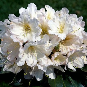 Rhododendron Inkarho bianco in fiore in vaso da 5 l.