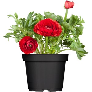Renoncule en pot, couleurs variées. Fleur de printemps pour massifs et pots.
