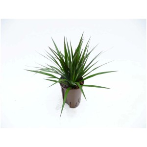 Plante hydroponique Dracaena dans un pot marron, hauteur d'environ 40 cm.