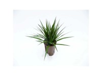 Hydropflanze Drachenbaum Dracaena Topf Ø 15 cm / Höhe 40 cm