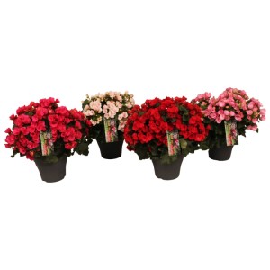 Bégonias Betulia de différentes couleurs en pot (Ø 19 cm). Fleurs dans les tons rouge, rose et blanc.
