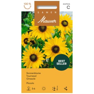 Paquet de graines de tournesol Piccolo : Fleurs jaune d'or pour jardin ou fleurs coupées.