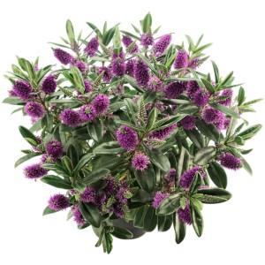 Strauchveronika Hebe Queen Kiwi im Topf, violette Blüten und grüne Blätter.