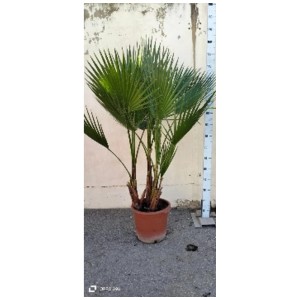 Palmier éventail Washingtonia robusta en pot, env. 155 cm de haut, avec des feuilles vertes en éventail.