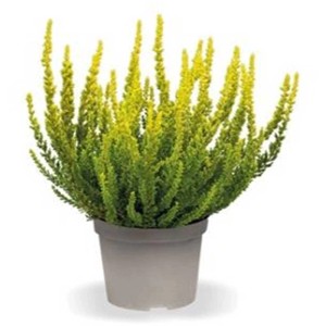 Bruyère Sunset Girls en pot, Calluna vulgaris jaune-vert, plante de bruyère rustique.