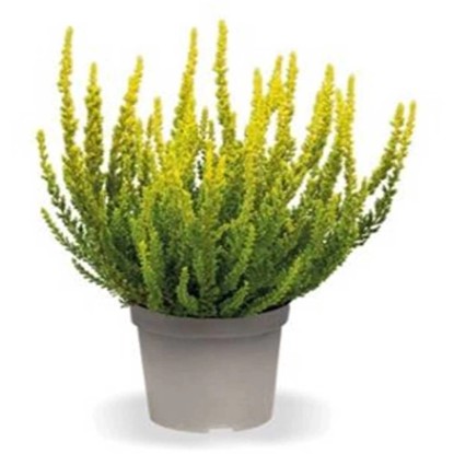 Winterheide (Calluna Vulgaris) Im 13cm Topf – Dreifarbig In Rot, Lila & Gelb