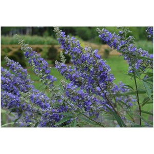 Albero del pepe 'Delta Blues' in fiore in vaso con fiori blu-viola.