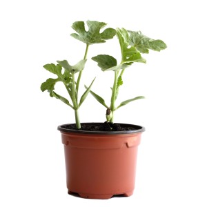 Jeune pastèque bio en pot (9 cm) avec feuilles vertes.