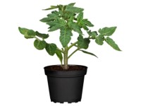 Tomate Phantasia F1 Lycopersicum Topf Ø 10,5 cm