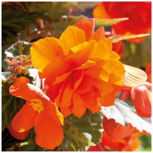 Begonie arancioni Grow by OBI Cascade, ideali per aiuole e balconi.