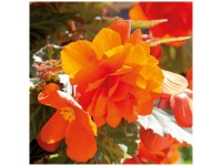 Grow by OBI Bégonias Cascade Orange 3 pcs