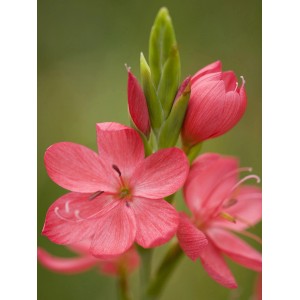Spaltgriffel 'Major' con fiori rossi in vaso, pianta acquatica per laghetto da giardino.