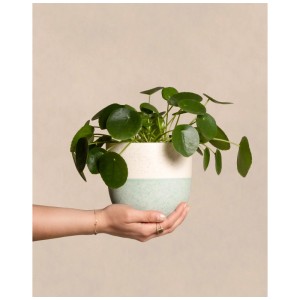 Plante OVNI (Pilea peperomioides) en pot, tenue dans les mains. Plante d'intérieur avec des feuilles rondes et vertes.