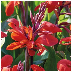 Fiore rosso brillante di Canna Indica Red, adatto per aiuole e vasi. Fiore estivo.