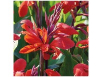 Grow by OBI Canna Indica Red 1 Stk. Grow by OBI Canna Indica Red 1 Stk.