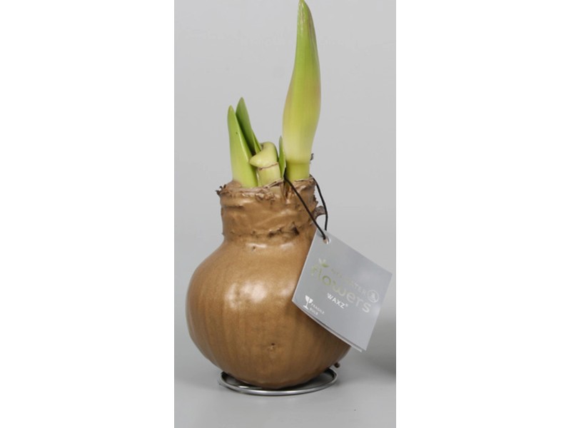 AmaryllisZwiebel Hippeastrum kaufen bei OBI
